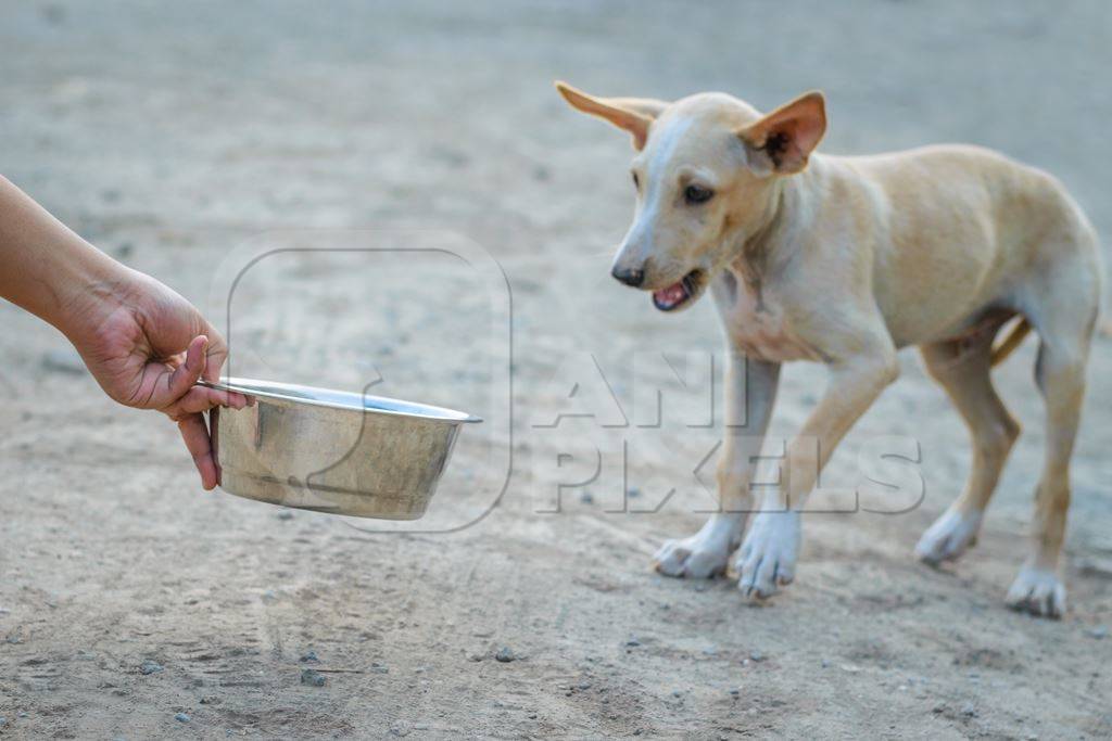 Volunteer feeding a street puppy  with a metal bowl