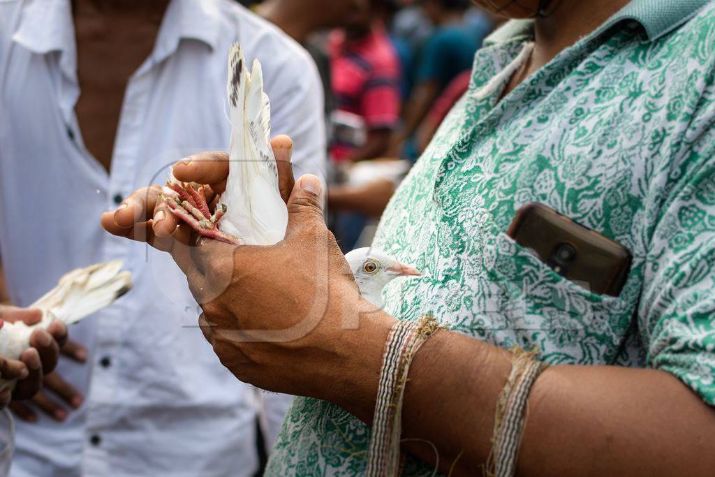 Fancy pet pigeons or doves being handled at Galiff Street pet market, Kolkata, India, 2022