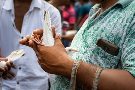 Fancy pet pigeons or doves being handled at Galiff Street pet market, Kolkata, India, 2022