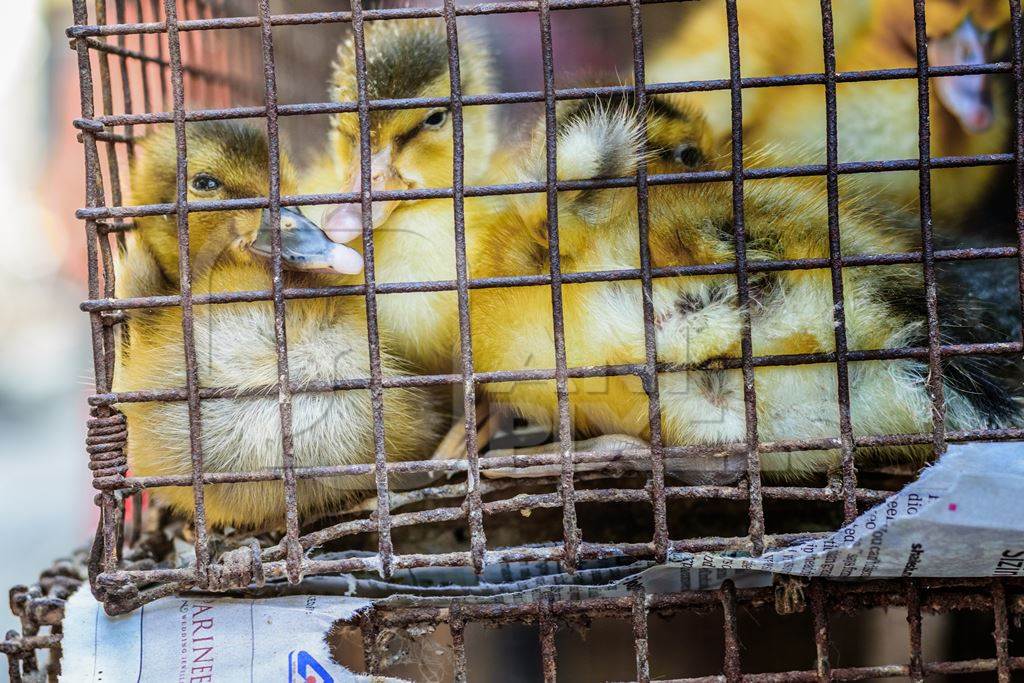 Yellow ducklings on sale as pets in a cage at Crawford market in Mumbai, India, 2016