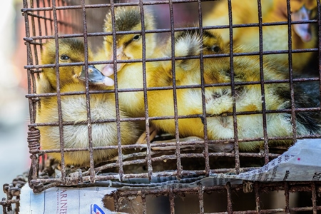 Yellow ducklings on sale as pets in a cage at Crawford market in Mumbai, India, 2016