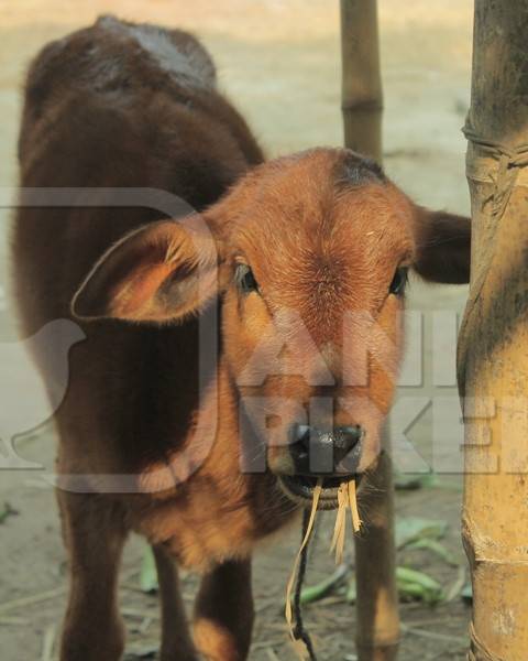 Small brown calf tied up on dairy farm