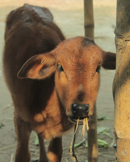 Small brown calf tied up on dairy farm