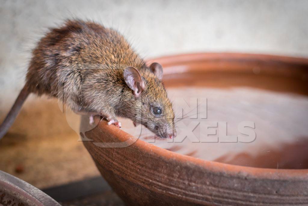 Urban rat in Karni Mata rat temple in Bikaner in India