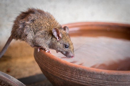 Urban rat in Karni Mata rat temple in Bikaner in India