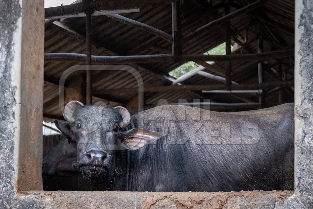 Farmed Indian buffalo looking out from an urban dairy farm or tabela, Aarey milk colony, Mumbai, India, 2023