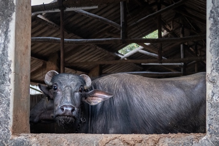 Farmed Indian buffalo looking out from an urban dairy farm or tabela, Aarey milk colony, Mumbai, India, 2023