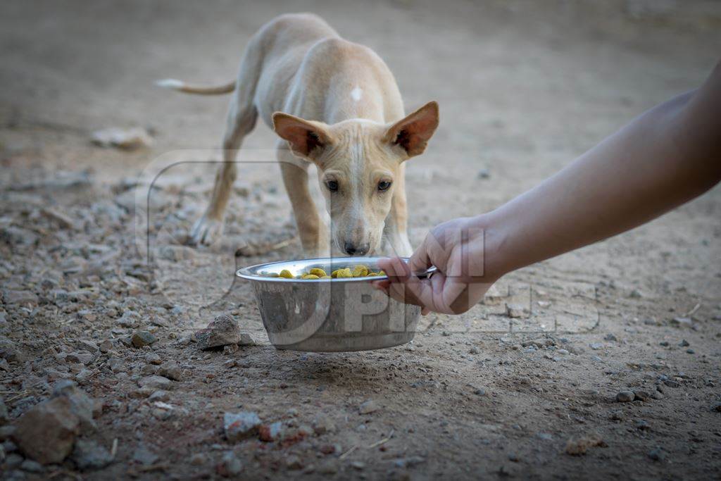 Animal rescue volunteer feeding dog food to a street dog puppy in an urban city