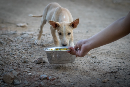 Animal rescue volunteer feeding dog food to a street dog puppy in an urban city