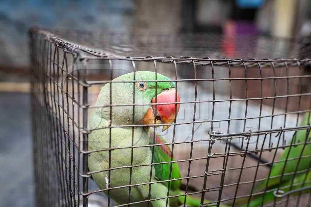 Green Indian Alexandrine parakeet bird held captive illegally in metal cage - see description below, Pune, Maharashtra, 2023