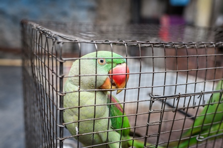Green Indian Alexandrine parakeet bird held captive illegally in metal cage - see description below, Pune, Maharashtra, 2023