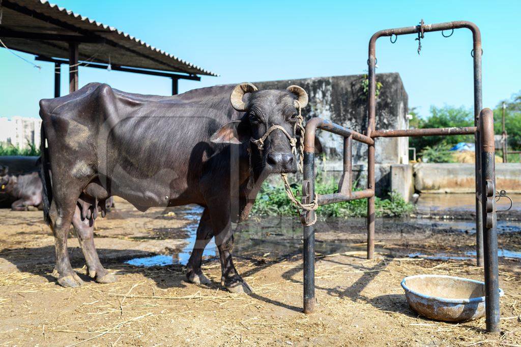 Indian buffalo mother tied to metal stall on an urban dairy farm or tabela, Aarey milk colony, Mumbai, India, 2023