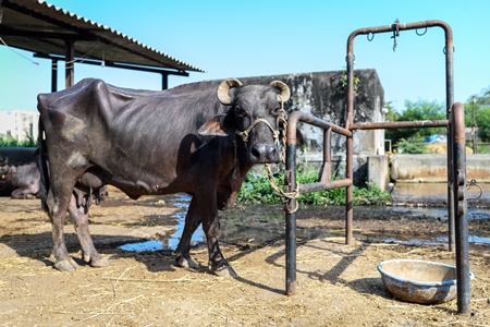 Indian buffalo mother tied to metal stall on an urban dairy farm or tabela, Aarey milk colony, Mumbai, India, 2023