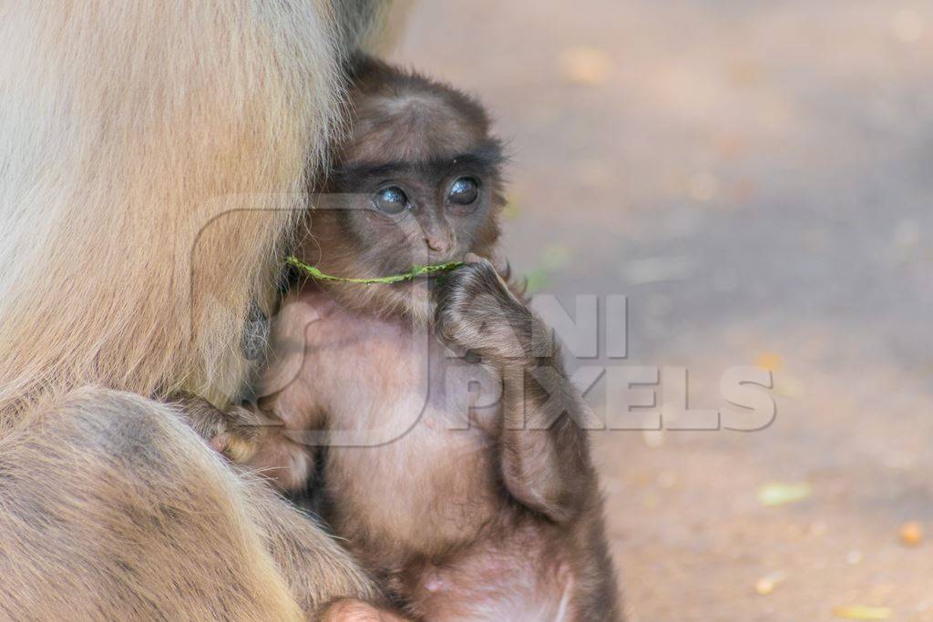 Indian gray or hanuman langur monkey mother with small cute baby langur in Mandore Gardens in the city of Jodhpur in Rajasthan in India