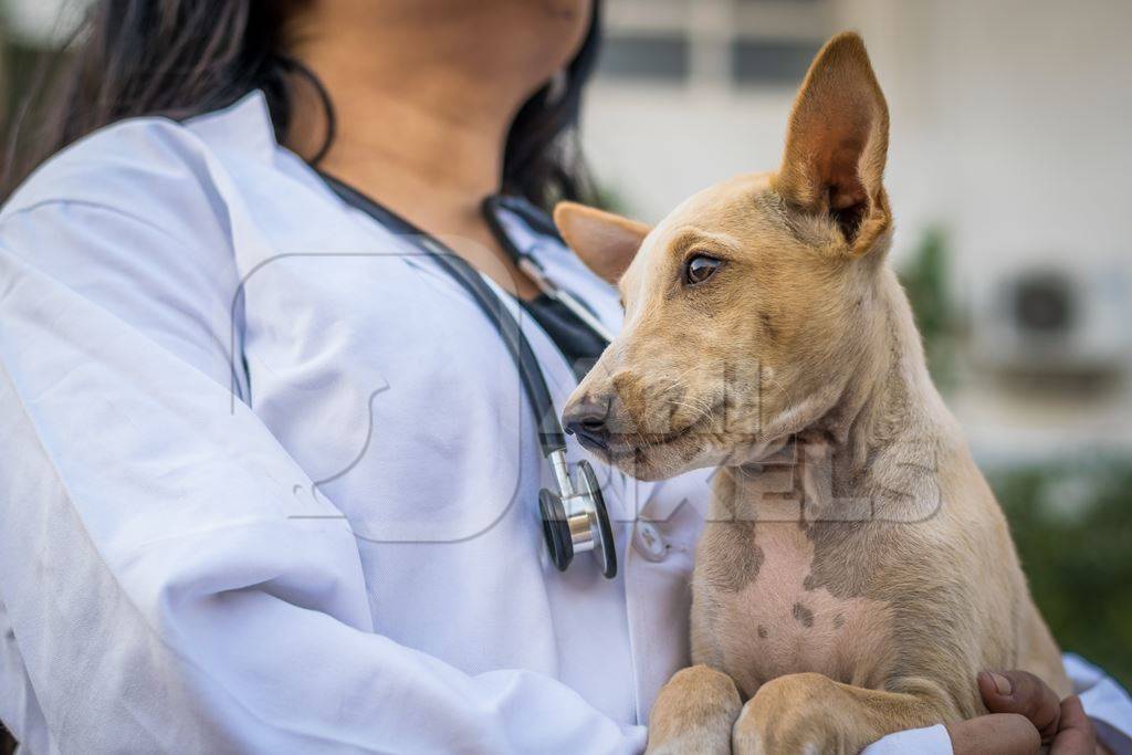 Vet doctor with white coat holding stray street puppy