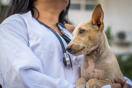 Vet doctor with white coat holding stray street puppy