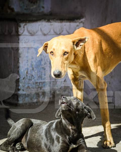 Mother Indian street dog or stray pariah dog with puppy in the street in the urban city of Jaipur, India, 2022