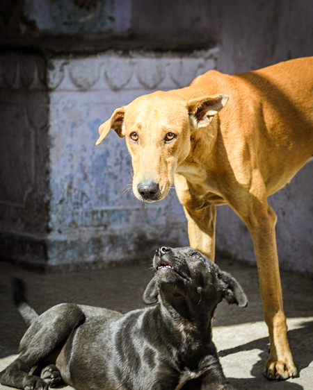 Mother Indian street dog or stray pariah dog with puppy in the street in the urban city of Jaipur, India, 2022