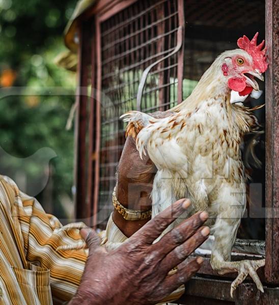 Man holding Chickens or hens on sale at Juna Bazaar in Pune