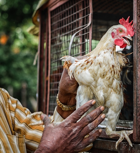 Man holding Chickens or hens on sale at Juna Bazaar in Pune