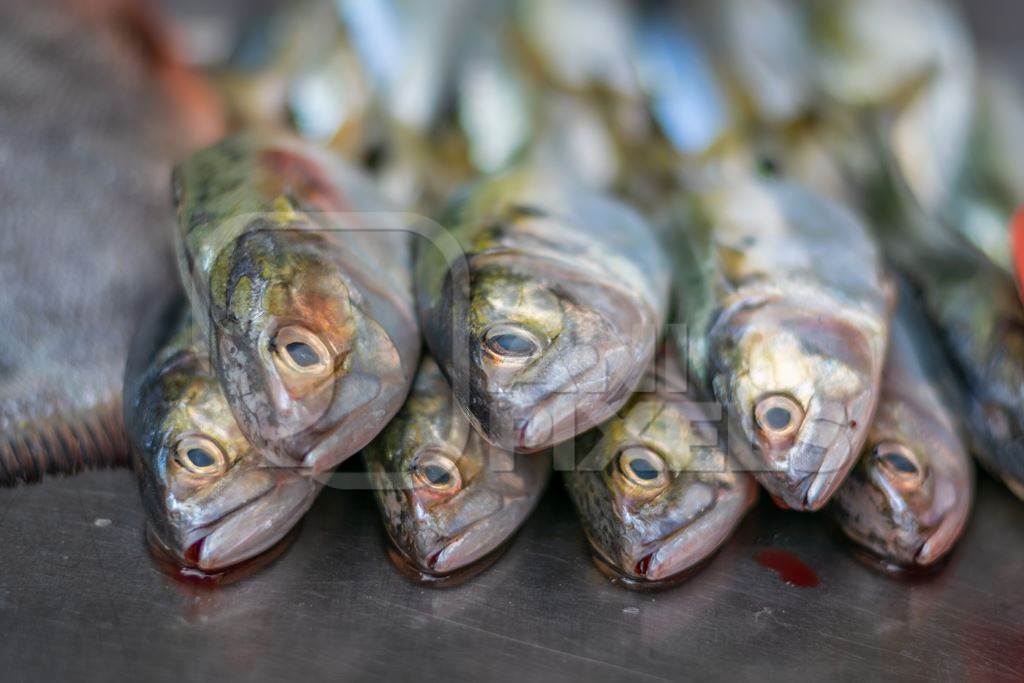 Fish on sale at a stall in an urban city