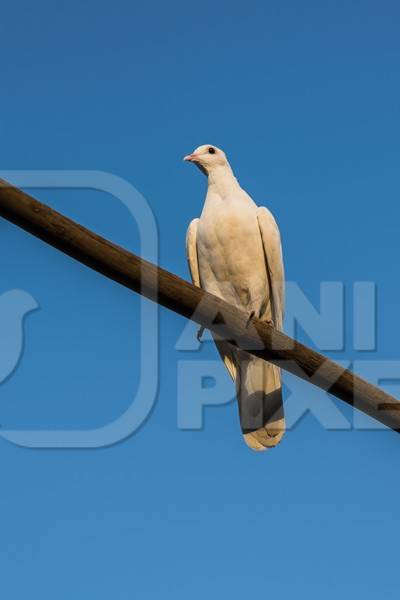 White pet dove or pigeon in Mumbai with blue sky background