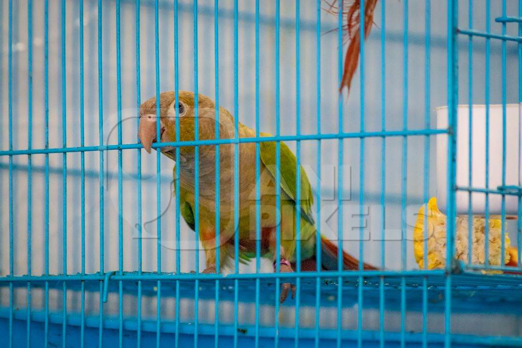 Colourful exotic green cheek conure parrot bird on sale in a cage at Crawford pet market