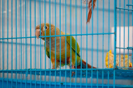 Colourful exotic green cheek conure parrot bird on sale in a cage at Crawford pet market