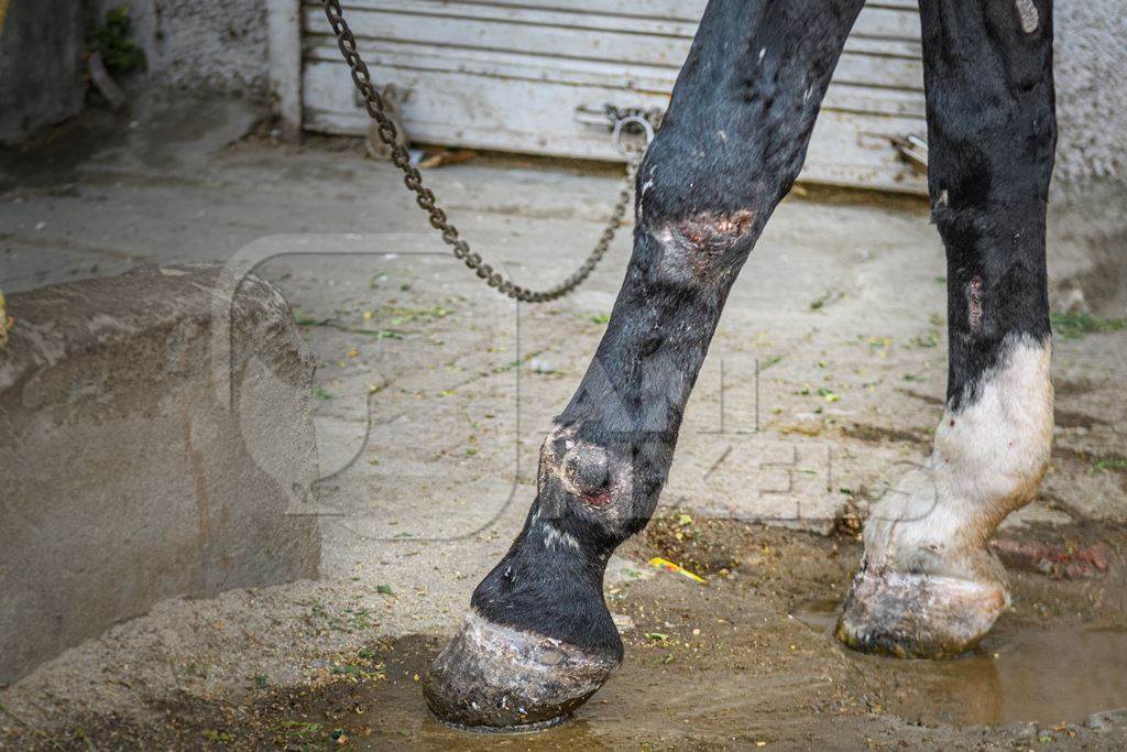 Indian horse with injuries on legs, used to pull carts, Ajmer, Rajasthan, India, 2022