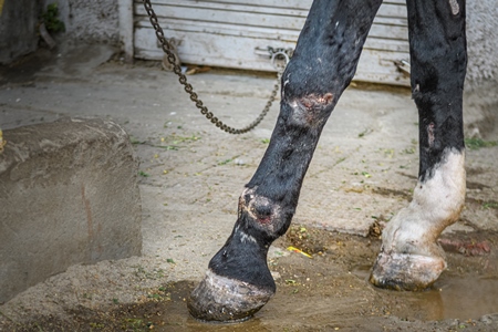 Indian horse with injuries on legs, used to pull carts, Ajmer, Rajasthan, India, 2022