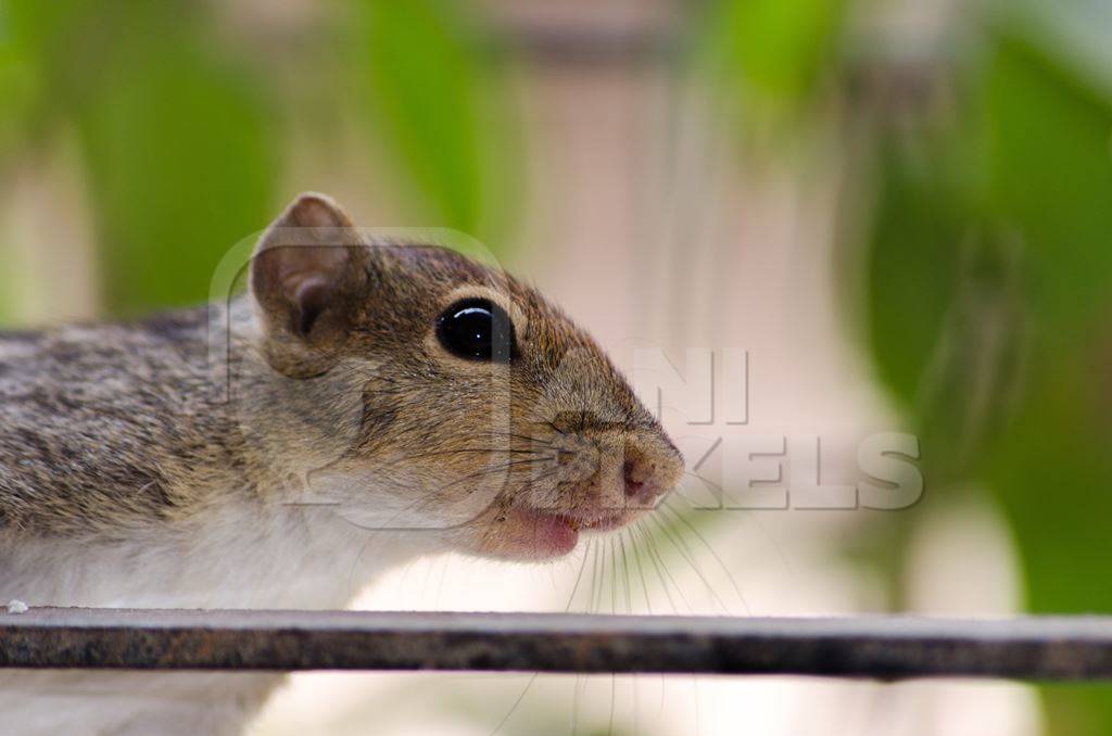 Indian palm squirrel close up