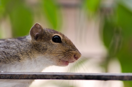 Indian palm squirrel close up