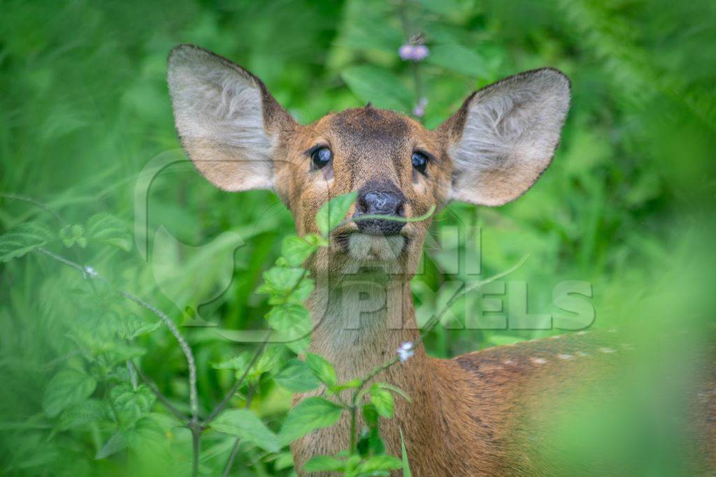 Small brown hog deer in green vegetation at Kaziranga National Park