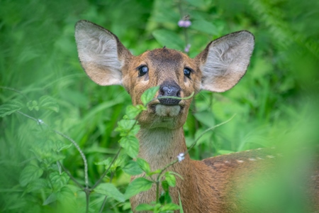 Small brown hog deer in green vegetation at Kaziranga National Park