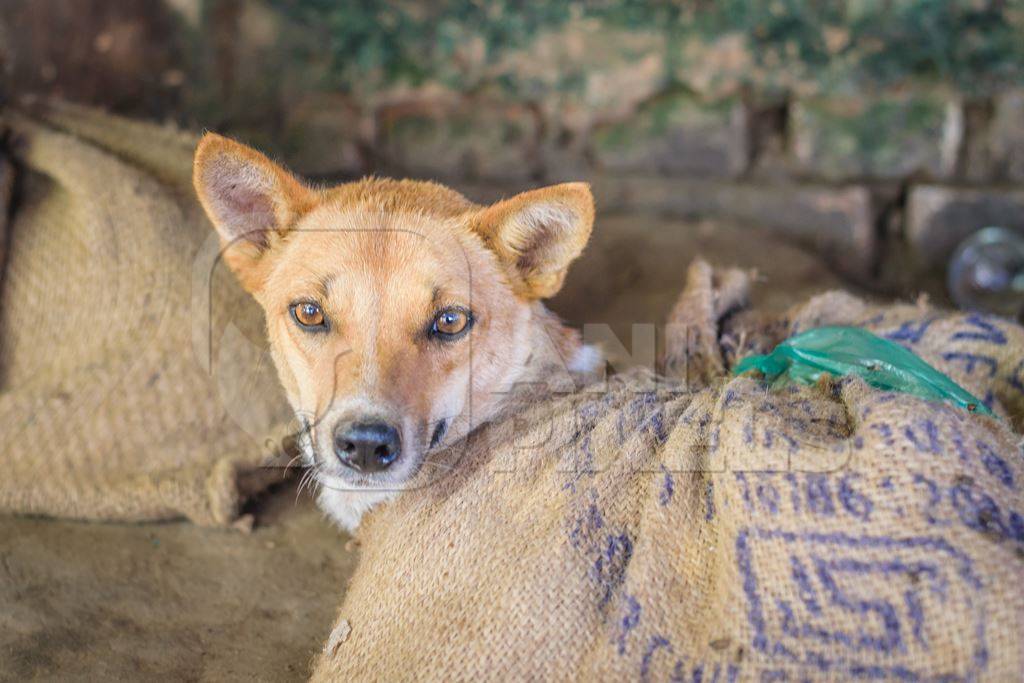 Dogs tied up in sacks on sale for meat at dog market