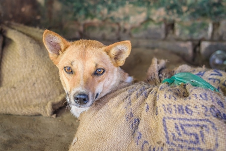 Dogs tied up in sacks on sale for meat at dog market