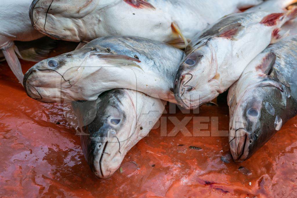 Fish laid out on the ground for sale at a fish market in Bihar