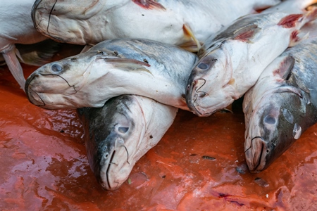 Fish laid out on the ground for sale at a fish market in Bihar