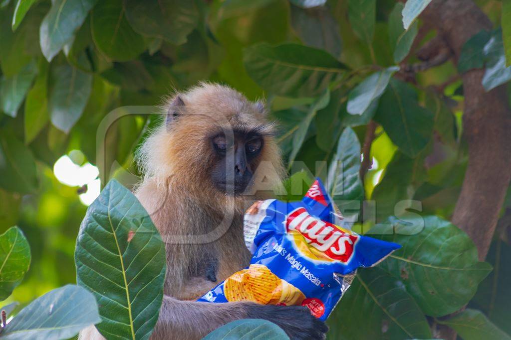 Indian gray or hanuman langur monkey eating discarded human junk food in the wild in Rajasthan in India