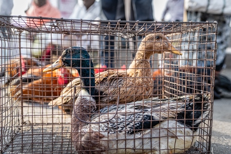 Ducks in a cage for sale at Wagholi bird market, Pune, Maharashtra, India, 2024
