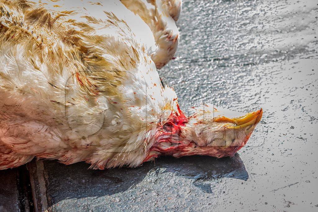 Dead broiler chicken killed for meat at Crawford meat market