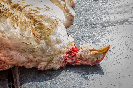 Dead broiler chicken killed for meat at Crawford meat market