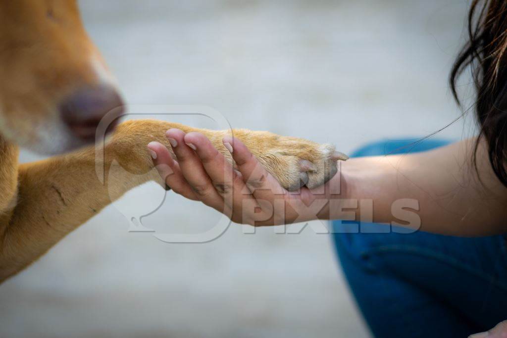 Young woman or animal rescue volunteer holding paw of Indian stray dog or street dog, India