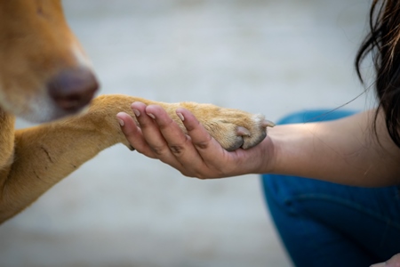 Young woman or animal rescue volunteer holding paw of Indian stray dog or street dog, India