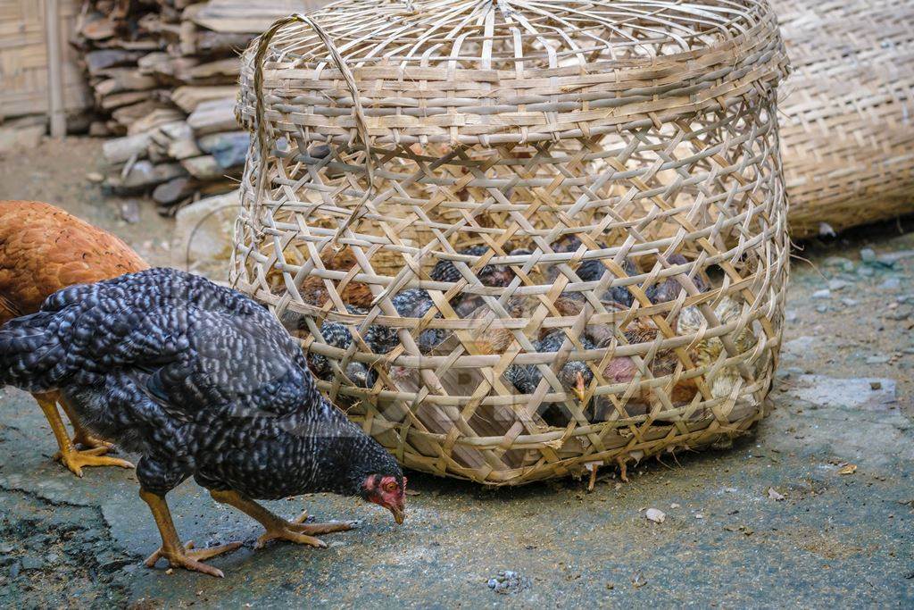 Chicks and chickens on sale in a bamboo woven basket at an animal market in rural Nagaland in India