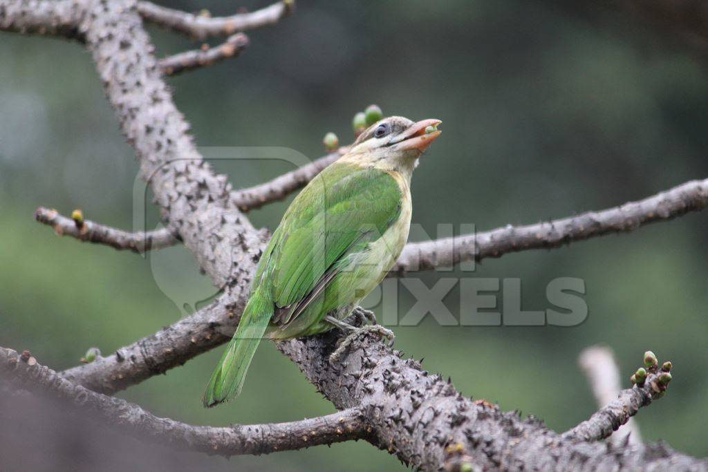 White cheeked barbet sitting in a tree eating berries