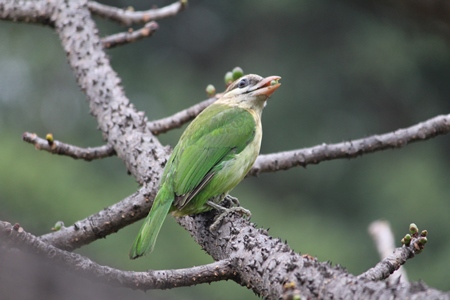 White cheeked barbet sitting in a tree eating berries