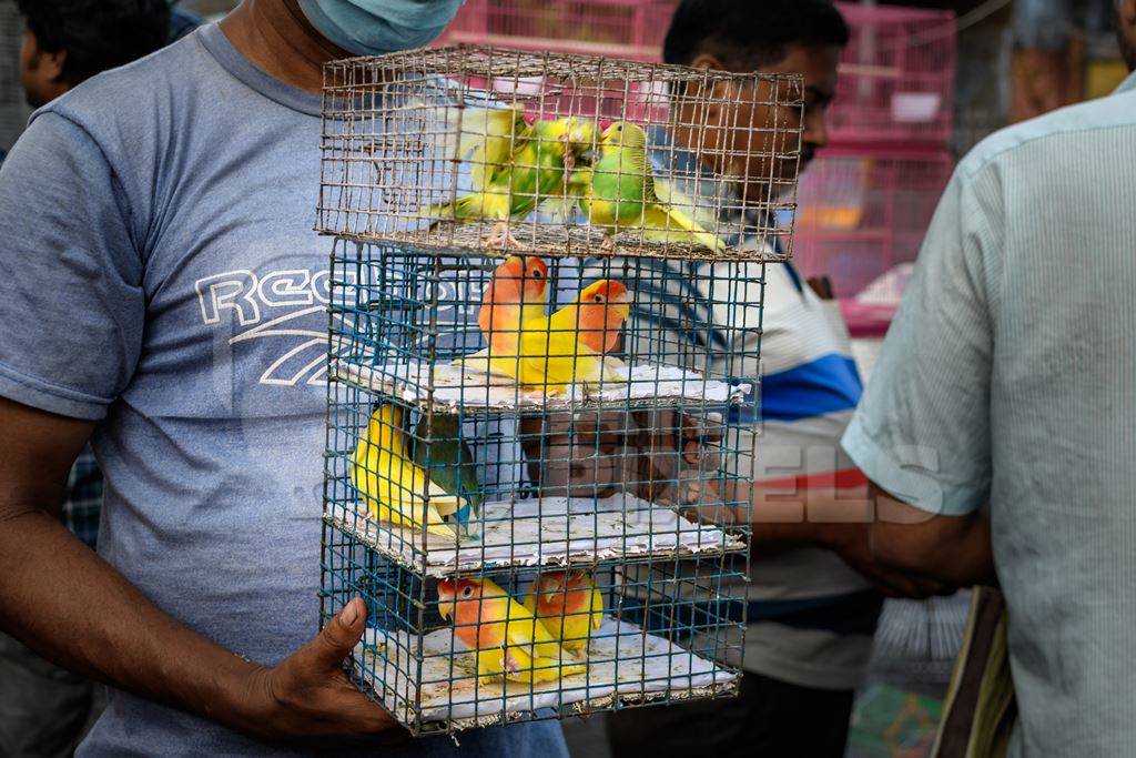 Caged budgerigar birds and lovebirds on sale in the pet trade by bird sellers at Galiff Street pet market, Kolkata, India, 2022