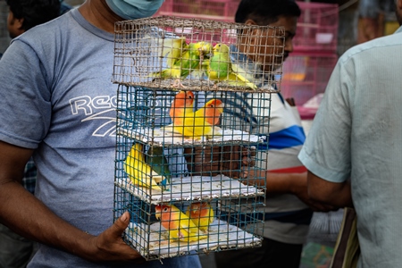 Caged budgerigar birds and lovebirds on sale in the pet trade by bird sellers at Galiff Street pet market, Kolkata, India, 2022