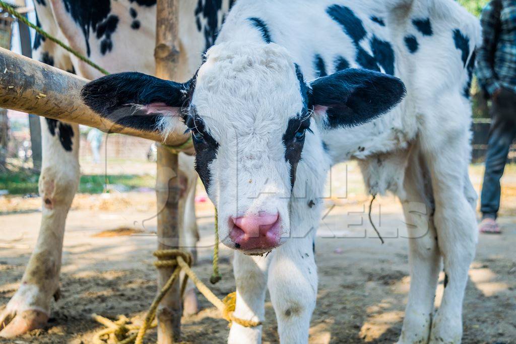 Dairy cows at Sonepur cattle fair in Bihar